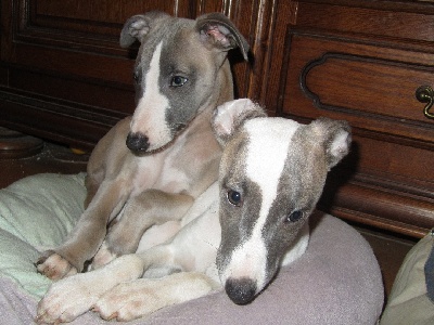 De La Vallée D'Hellin - 5 chiots Whippets sont disponibles de suite