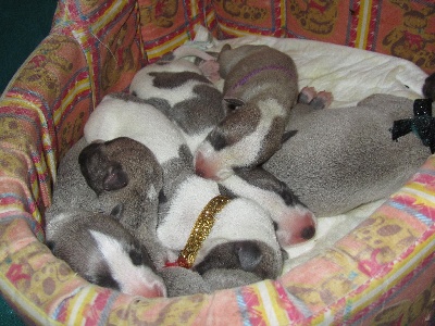 De La Vallée D'Hellin - Naissance de 9 chiots Whippets