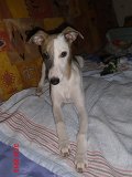 Les chiots dans leur nouvelle famille