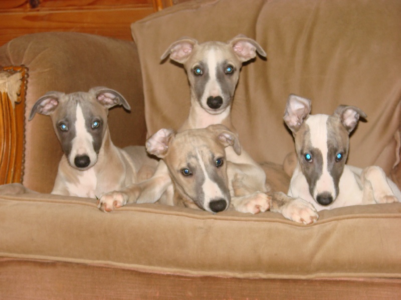 De La Vallée D'Hellin - Whippet - Portée née le 03/09/2012